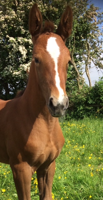 Showjumping Foals